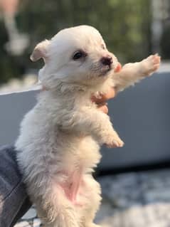 Russian Poodle Puppies (Read Ad)