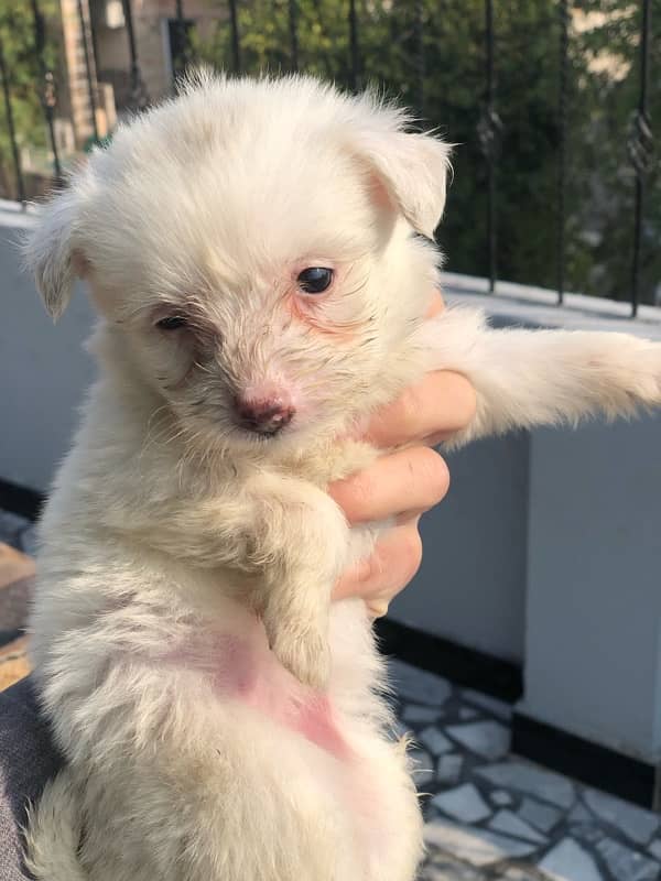 Russian Poodle Puppies (Read Ad) 1