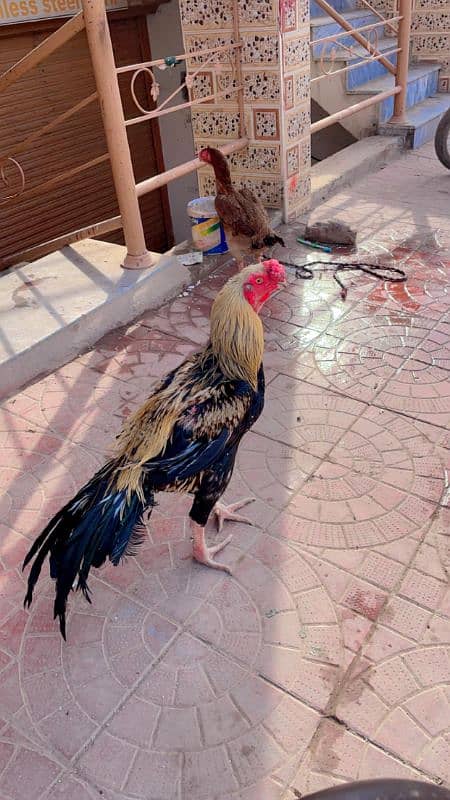 Indian parrot beak long tail pair 0