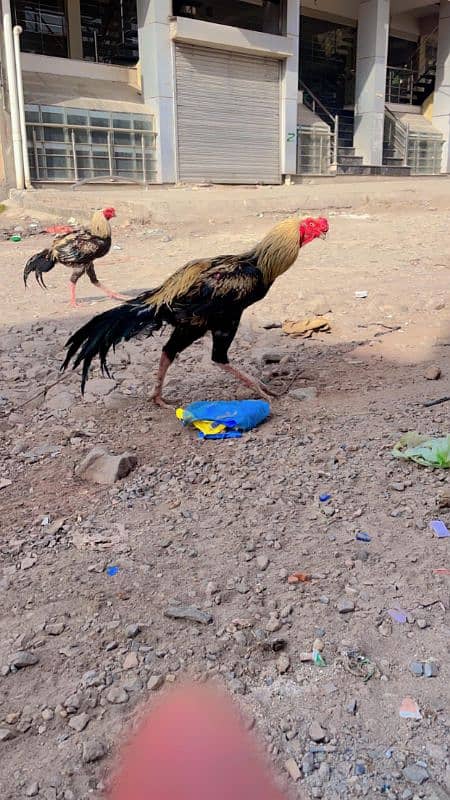 Indian parrot beak long tail pair 3