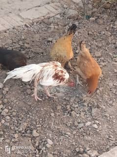 Goldman misri murgi 4femal 1male for sale