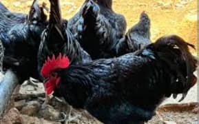 egg laying astrolops available 1 male 7 female