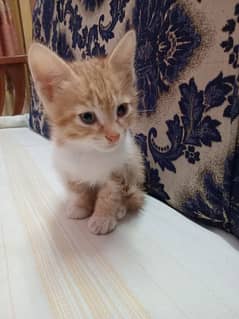 3 Persian Kittens for adoption