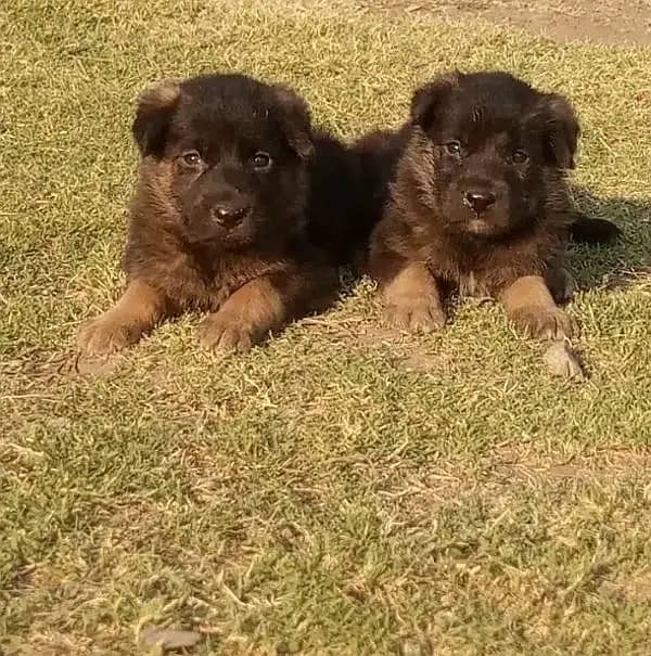 German Shepherd Puppy | Dog for sale | GSD | Black Mask | 03287625932 1