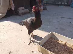 Aseel Hens For Sale