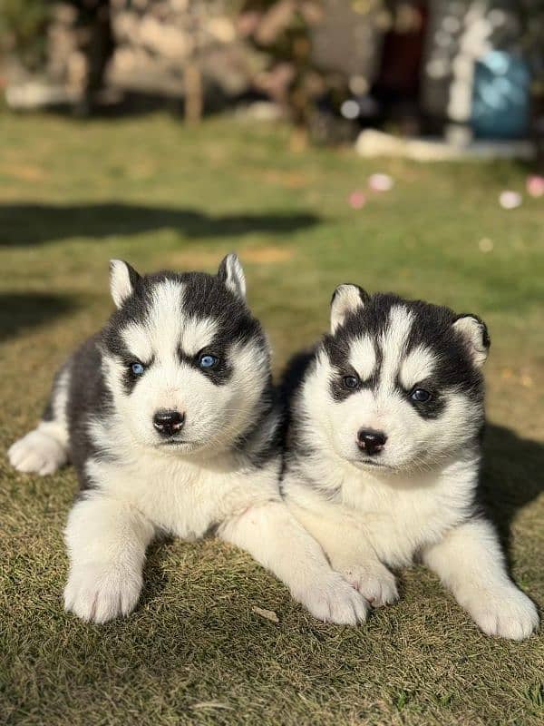 Siberian Husky puppies 0