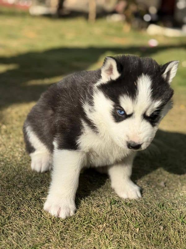 Siberian Husky puppies 1