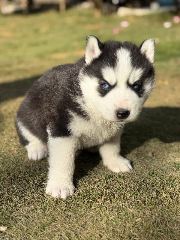 Siberian Husky puppies 2