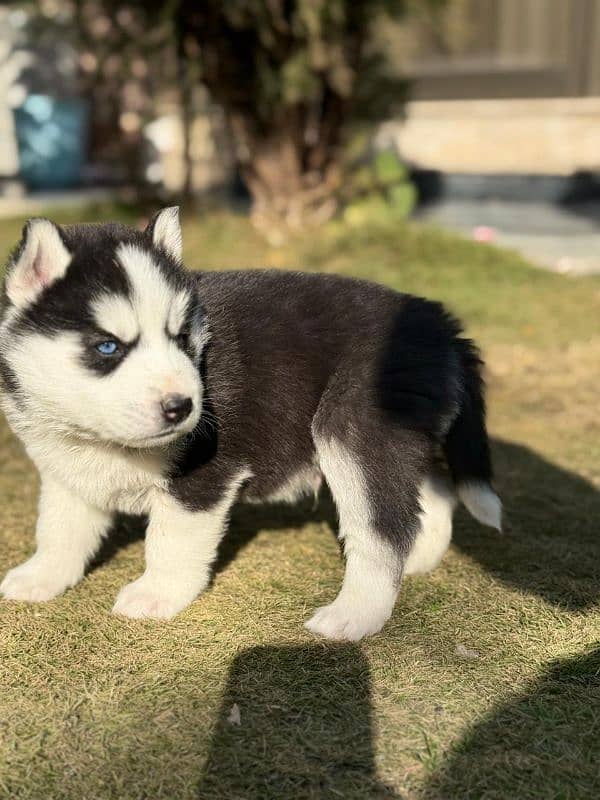 Siberian Husky puppies 3