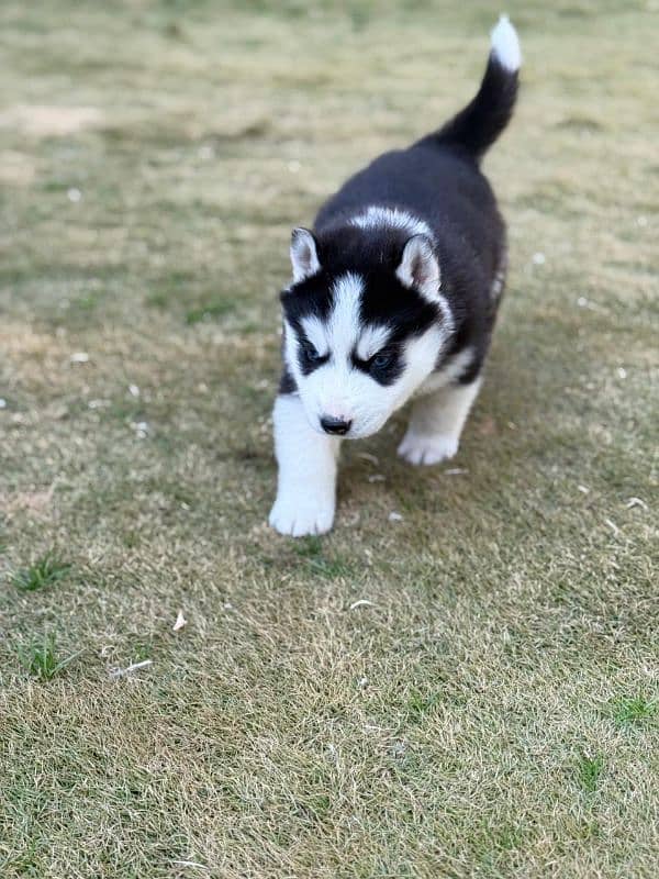 Siberian Husky puppies 4