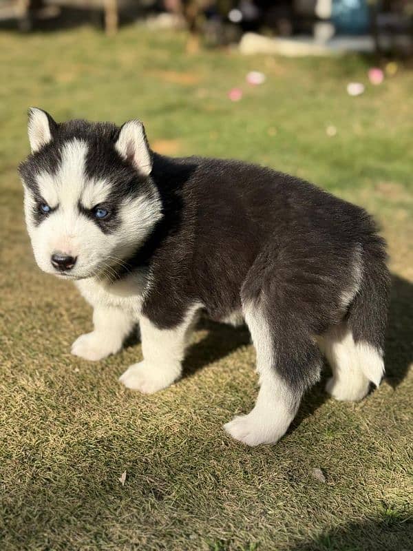 Siberian Husky puppies 5