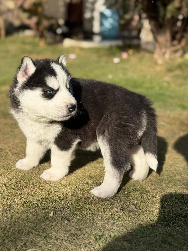 Siberian Husky puppies 6