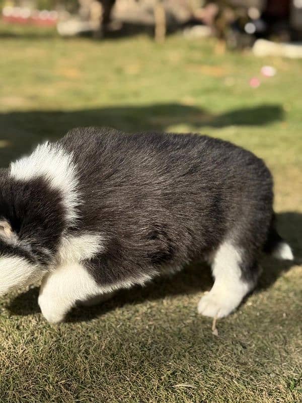 Siberian Husky puppies 7