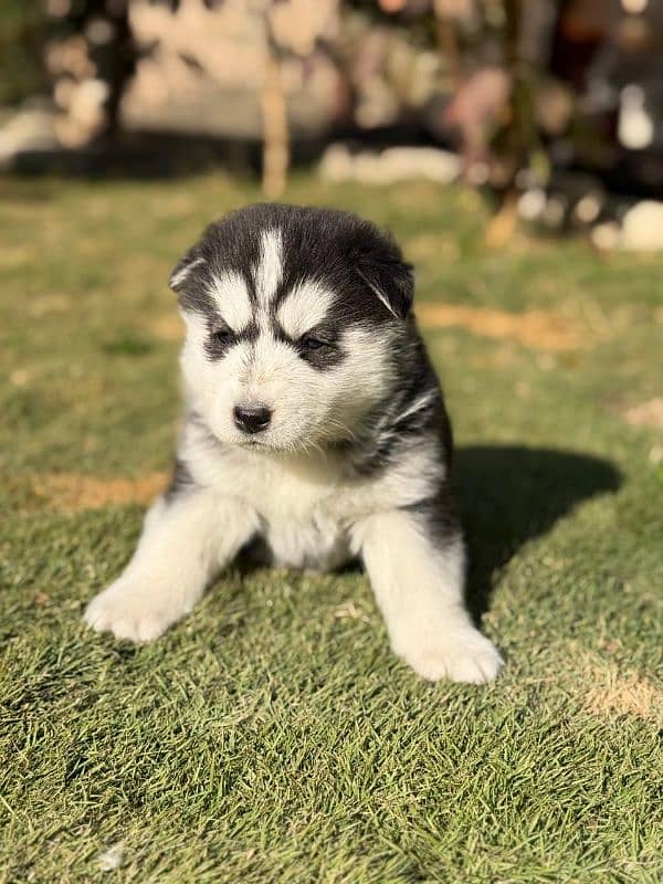 Siberian Husky puppies 8