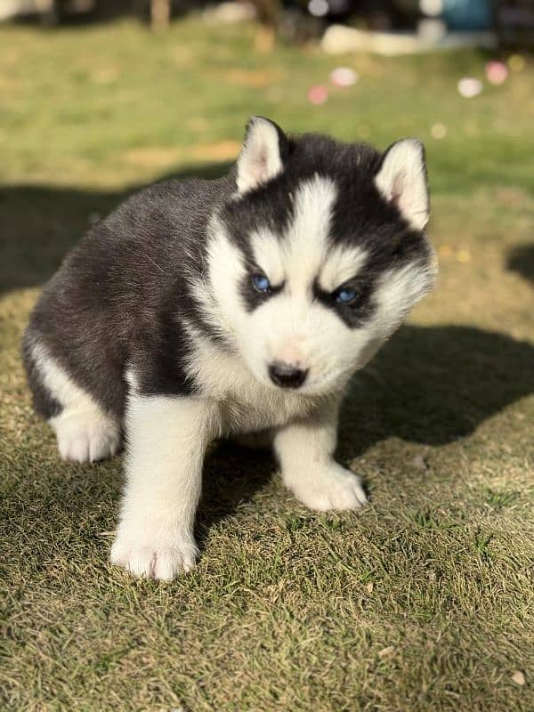 Siberian Husky puppies 9