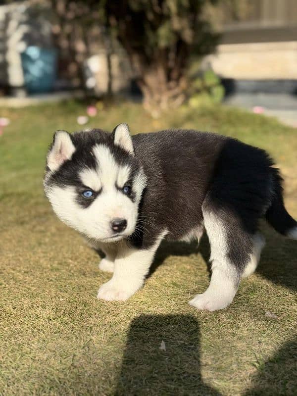 Siberian Husky puppies 10