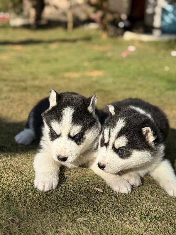 Siberian Husky puppies 11