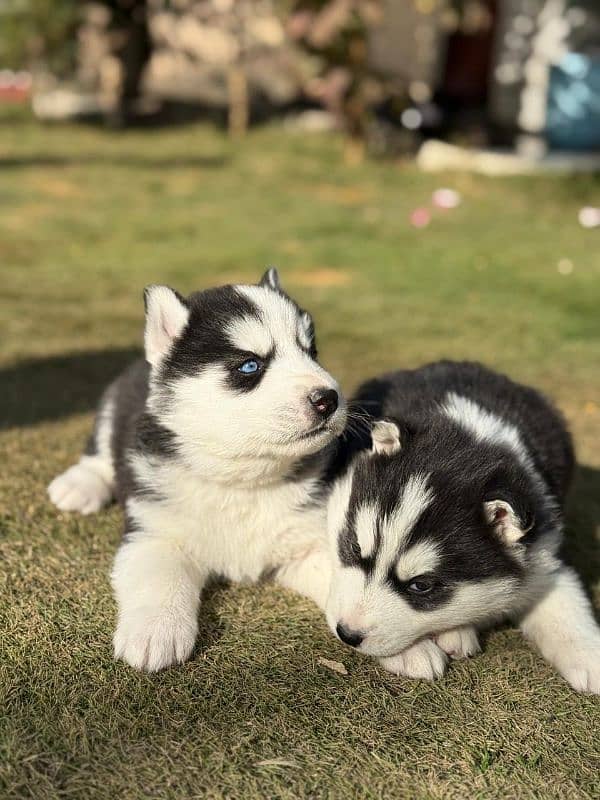 Siberian Husky puppies 12