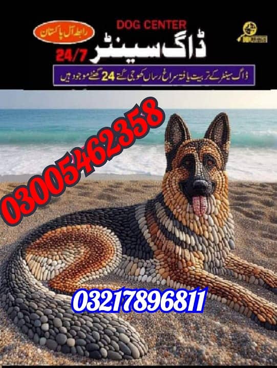 Security Dog , German Shepherd Different Breed Available 2