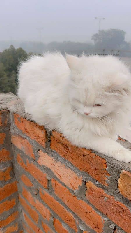 Persian cat for sale 1