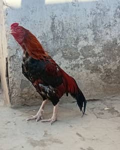 Aseel Reza || Mianwali Cross || Murga || Hens || Breeder ||