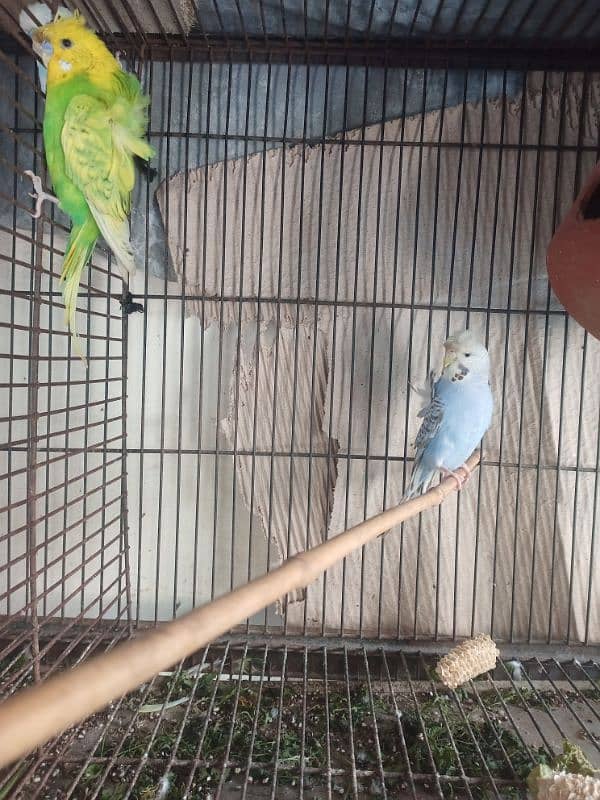 Hogoromo and budgie pairs for sale 2