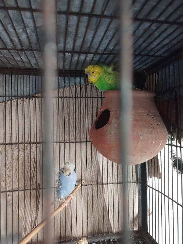 Hogoromo and budgie pairs for sale 5