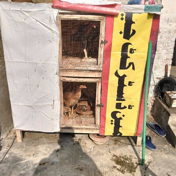 hens cags for sale size 4.6/4.6 Moti lakri ka bna h mazbot. 03000832374 0