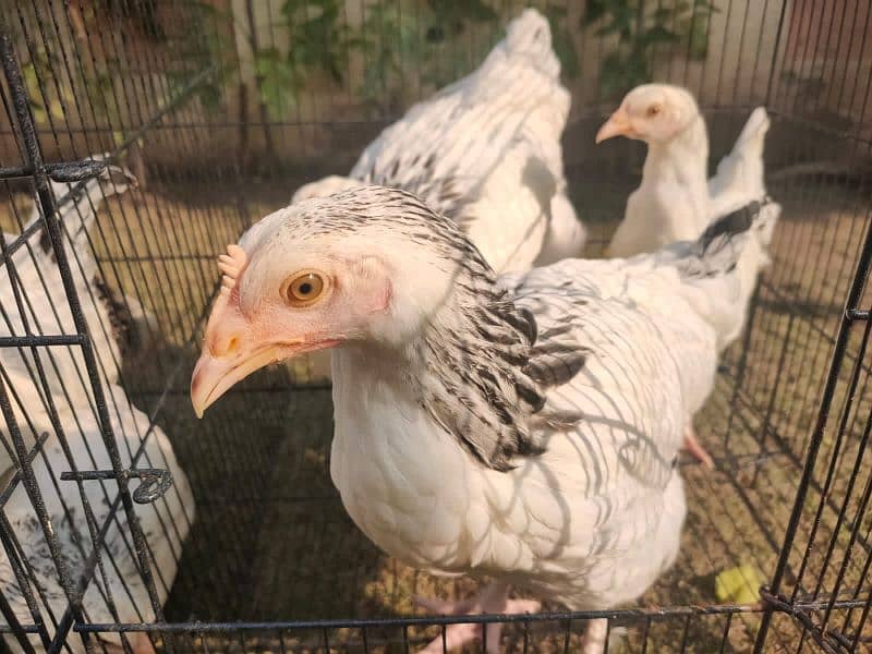 Light Sussex Heritage 3 month chicks to sell altogether| Plymouth pair 5