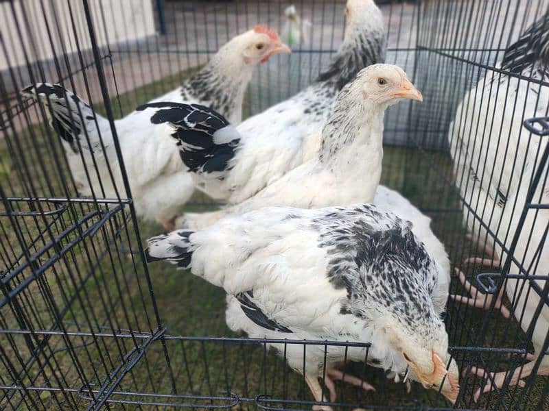 Light Sussex Heritage 3 month chicks to sell altogether| Plymouth pair 7