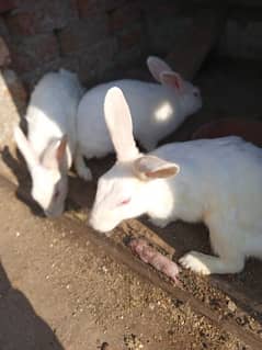 red eyes white rabbit breeder trio