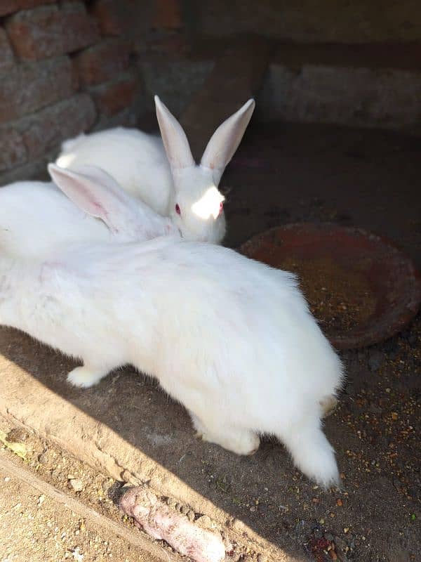 red eyes white rabbit breeder trio 1