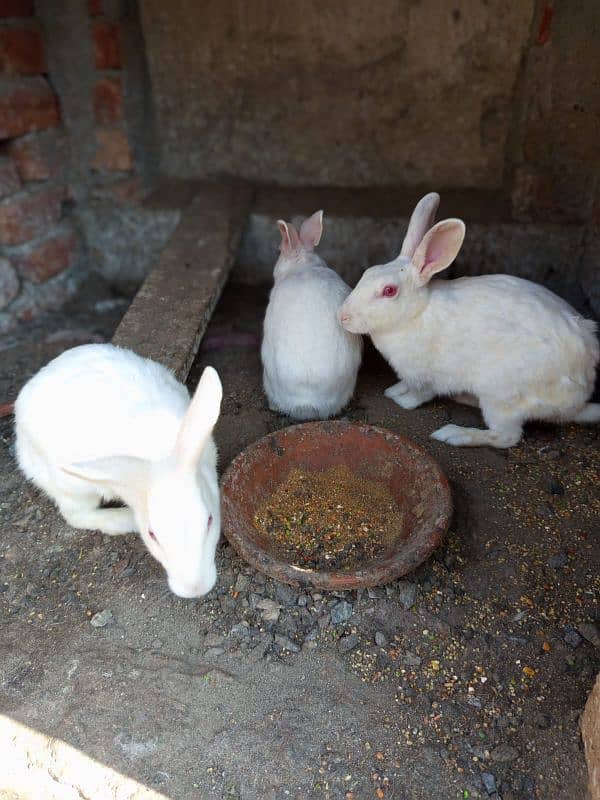 red eyes white rabbit breeder trio 2