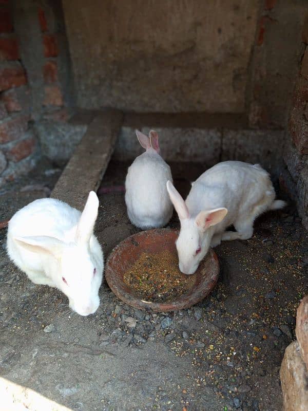 red eyes white rabbit breeder trio 3