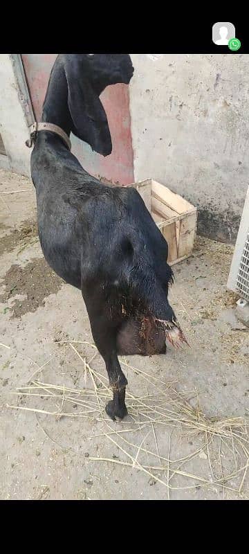 Female Amersari beetal Black 6