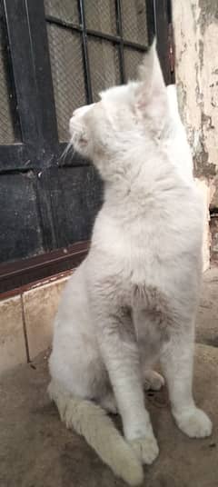 Turkish angora