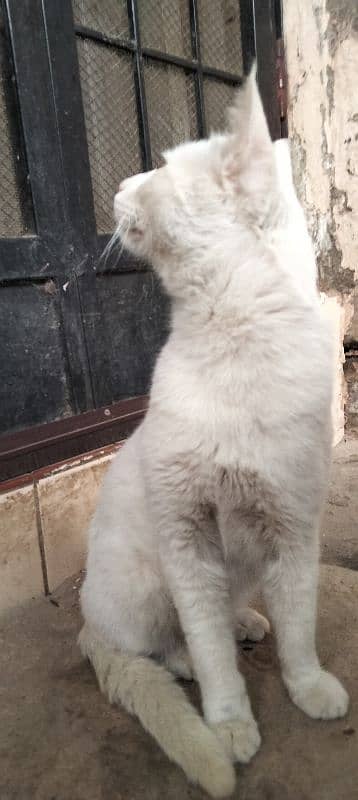 Turkish angora 0