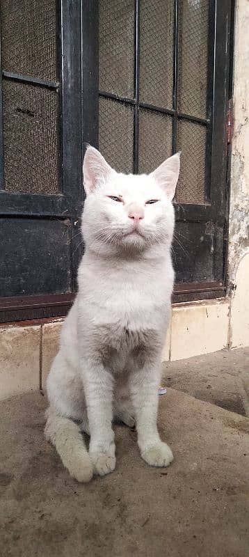 Turkish angora 1