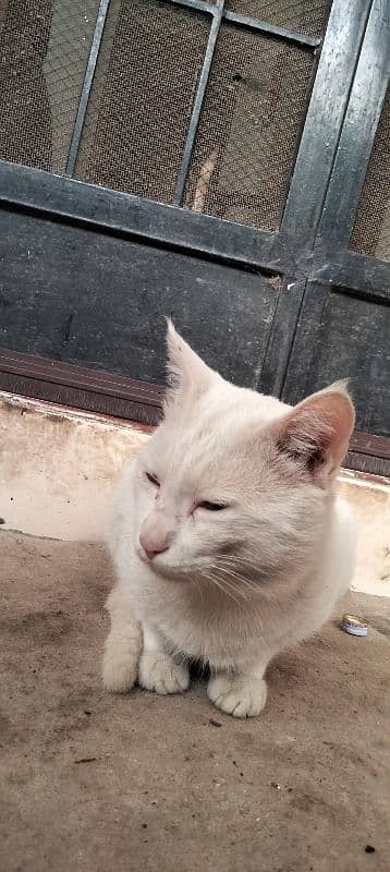 Turkish angora 2