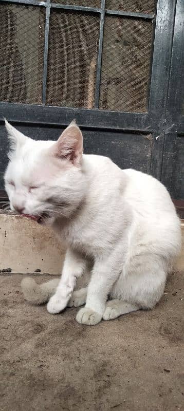 Turkish angora 3