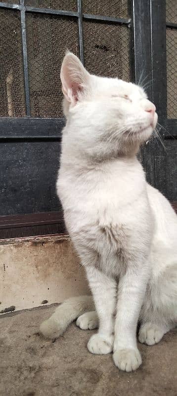 Turkish angora 4