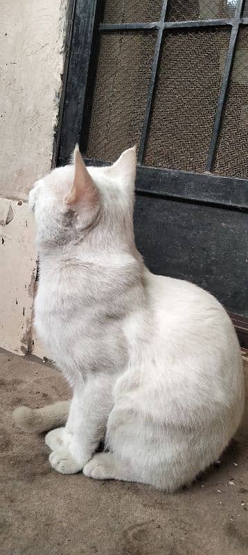 Turkish angora 5