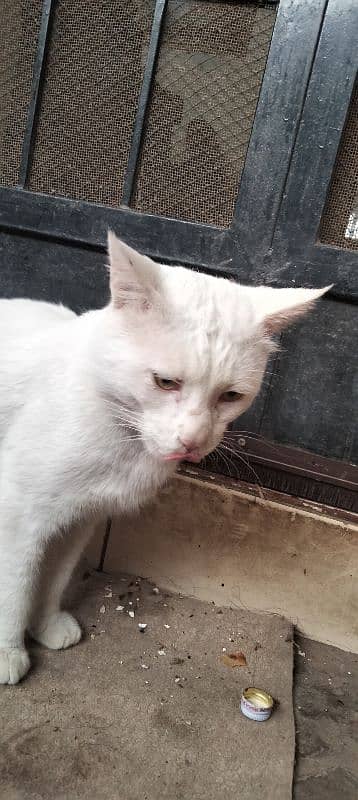 Turkish angora 6