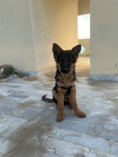 German Shepherd puppy