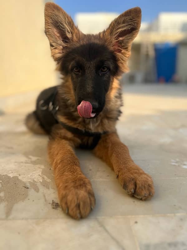 German Shepherd puppy 1