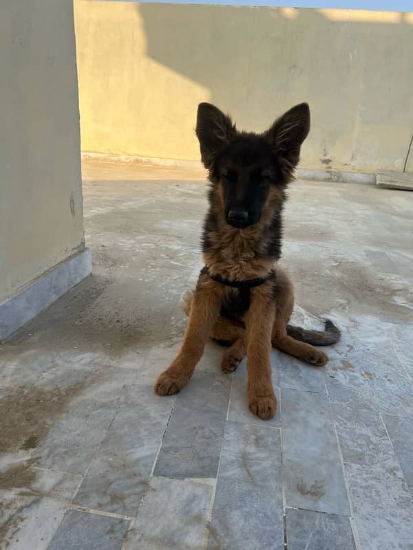 German Shepherd puppy 2