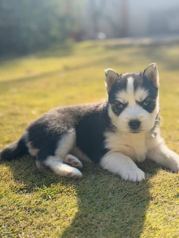 Siberian Husky puppies 14