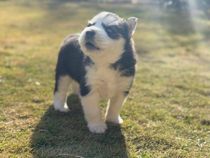 Siberian Husky puppies 15