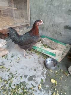 hen pair for sale