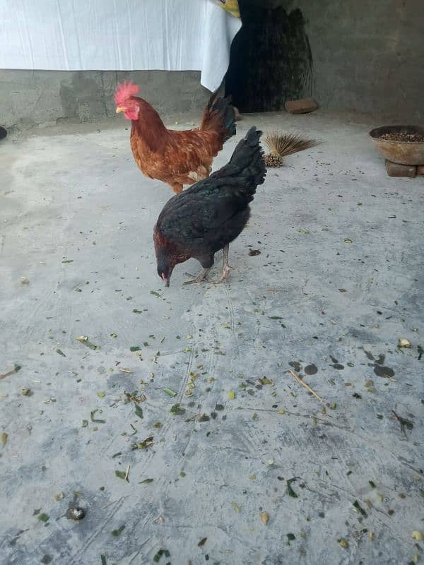 hen pair for sale 1